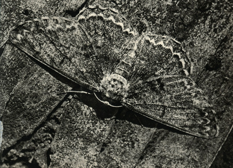    (Boarmia roboraria)