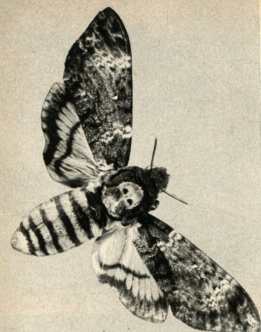    (Acherontia atropos)