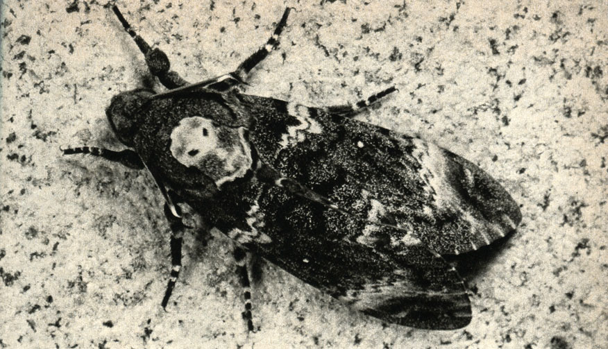    (Acherontia atropos)