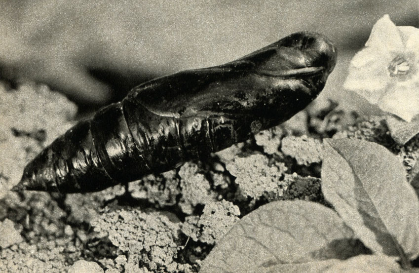     (Acherontia atropos)