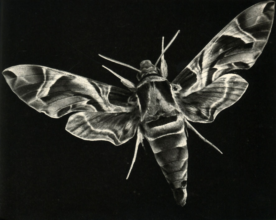   (Deilephila nerii)