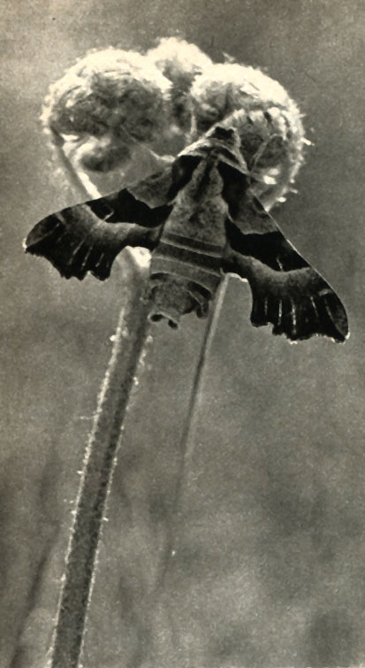   Proserpinus proserpina