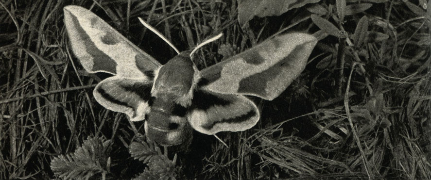     (Celerio euphorbiae)