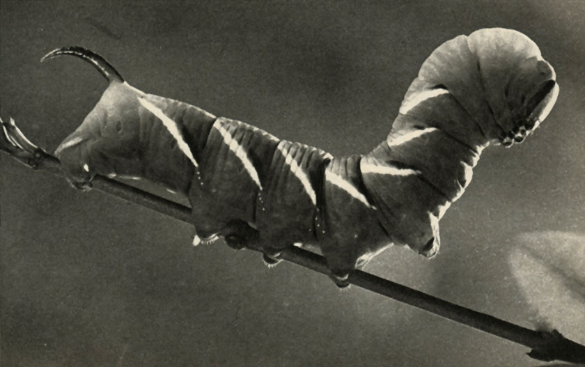    (Sphinx ligustri)
