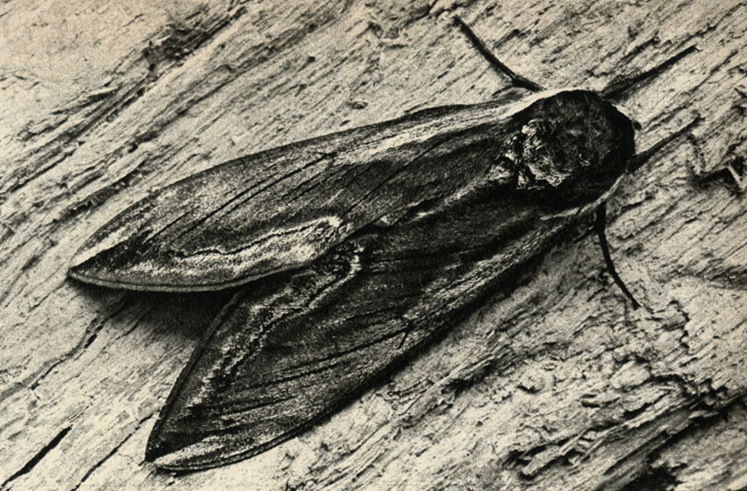    (Sphinx ligustri)