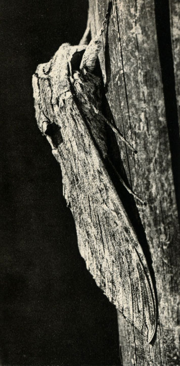    (Herse convolvuli)