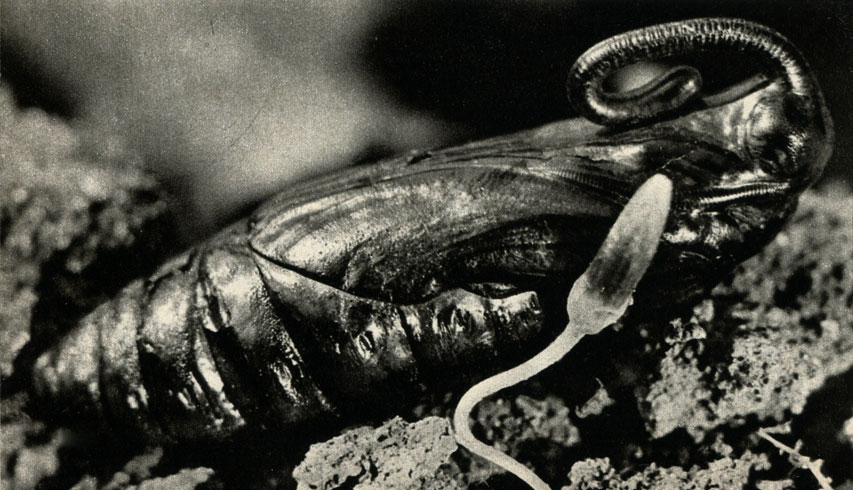    (Herse convolvuli)