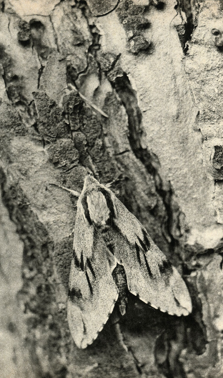   (Sphinx pinastri)