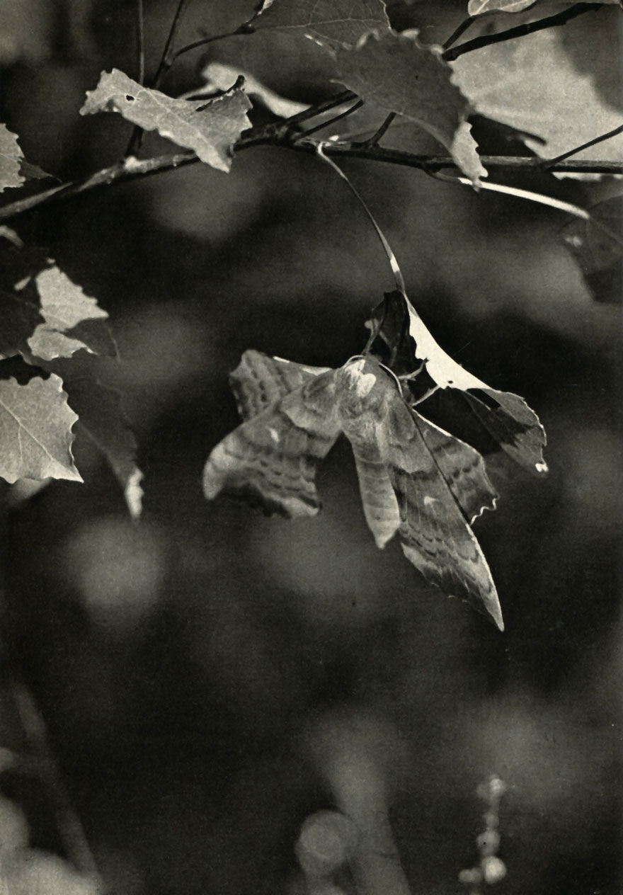   (Amorpha uli)