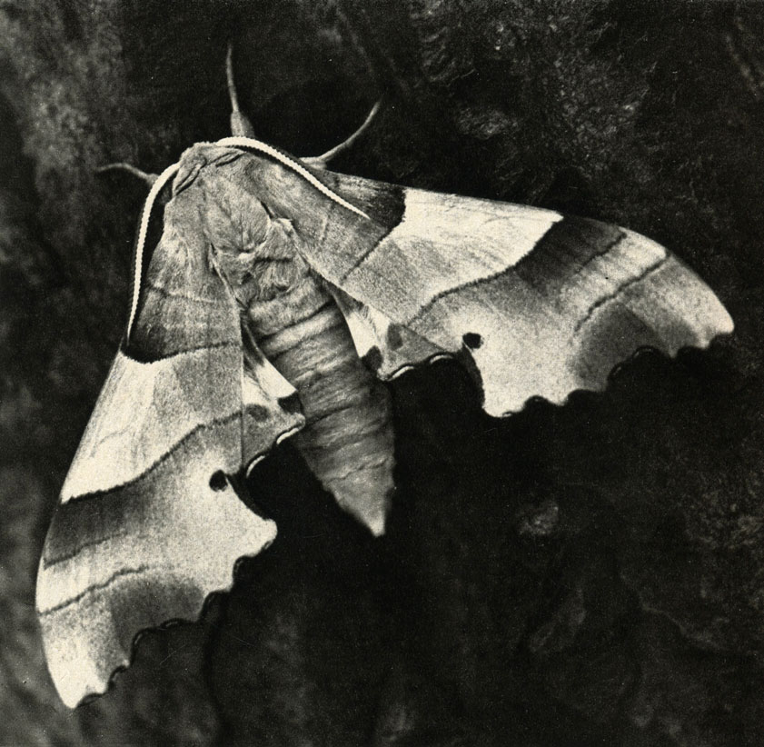   (Marumba quercus)