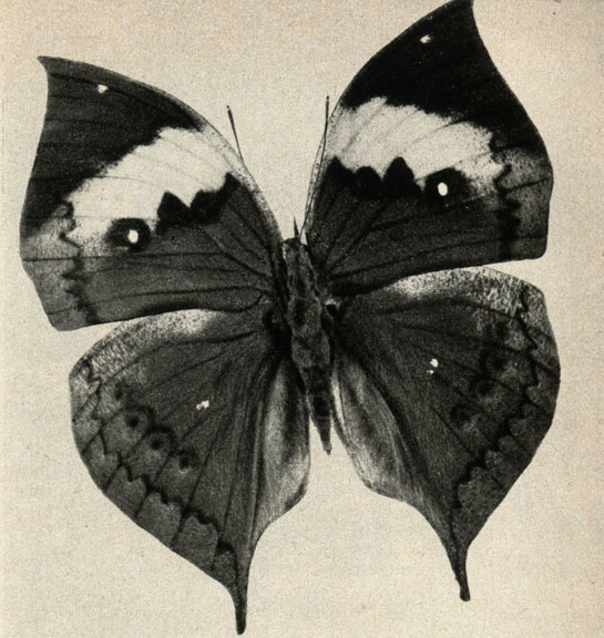        Kalima inachus var. formosana,  