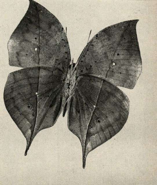        Kalima inachus var. formosana,  