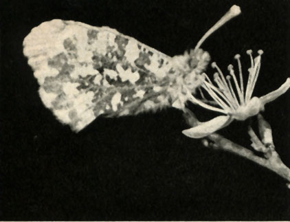    (uchloë cardamines)