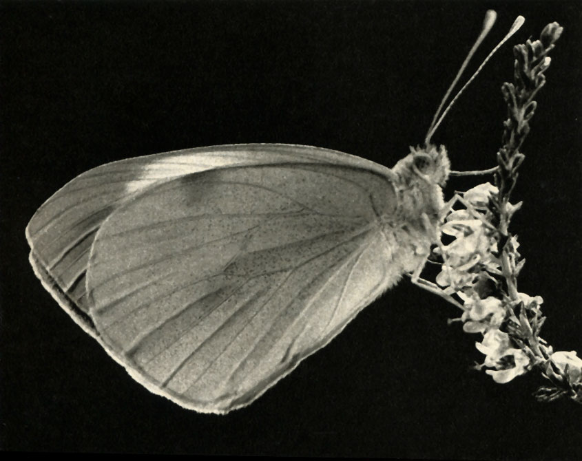   (Pieris brassicae)