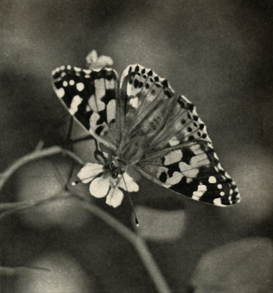 ,   (Pyrameis cardui)