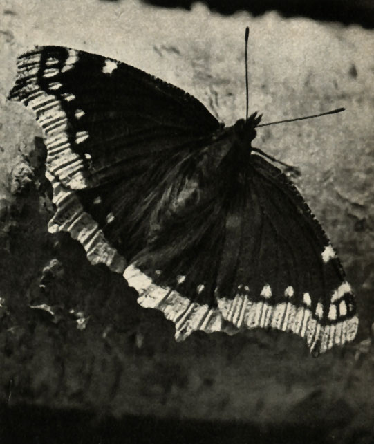   (Nymphalis antiopa)