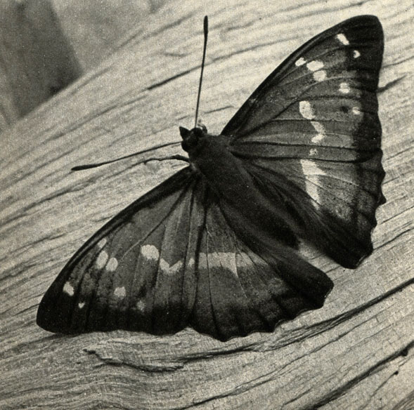   (Apatura iris)