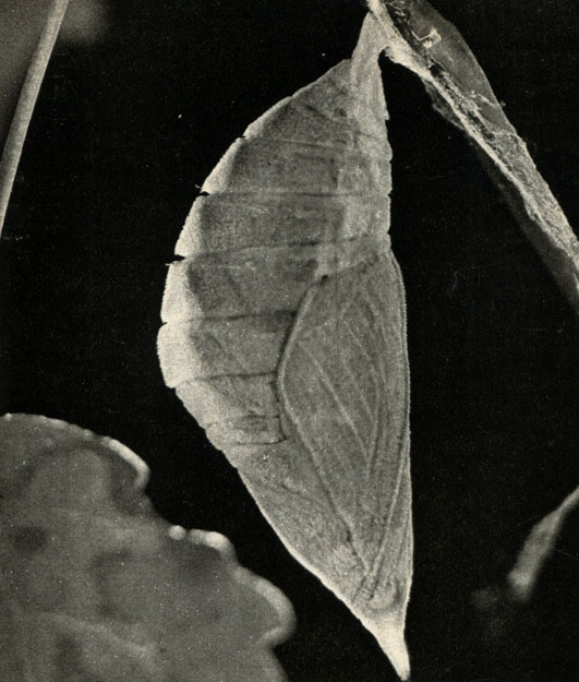    (Apatura iris)