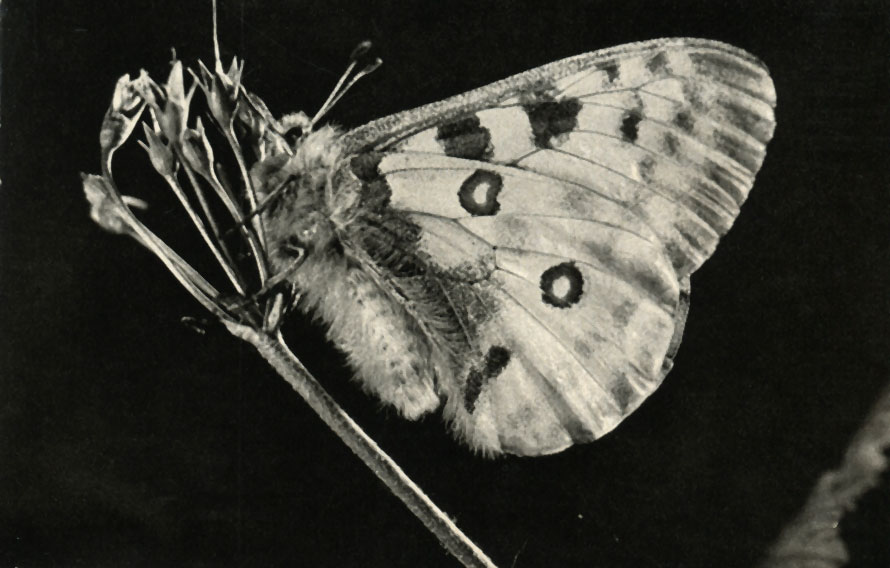  (Parnasius apollo)
