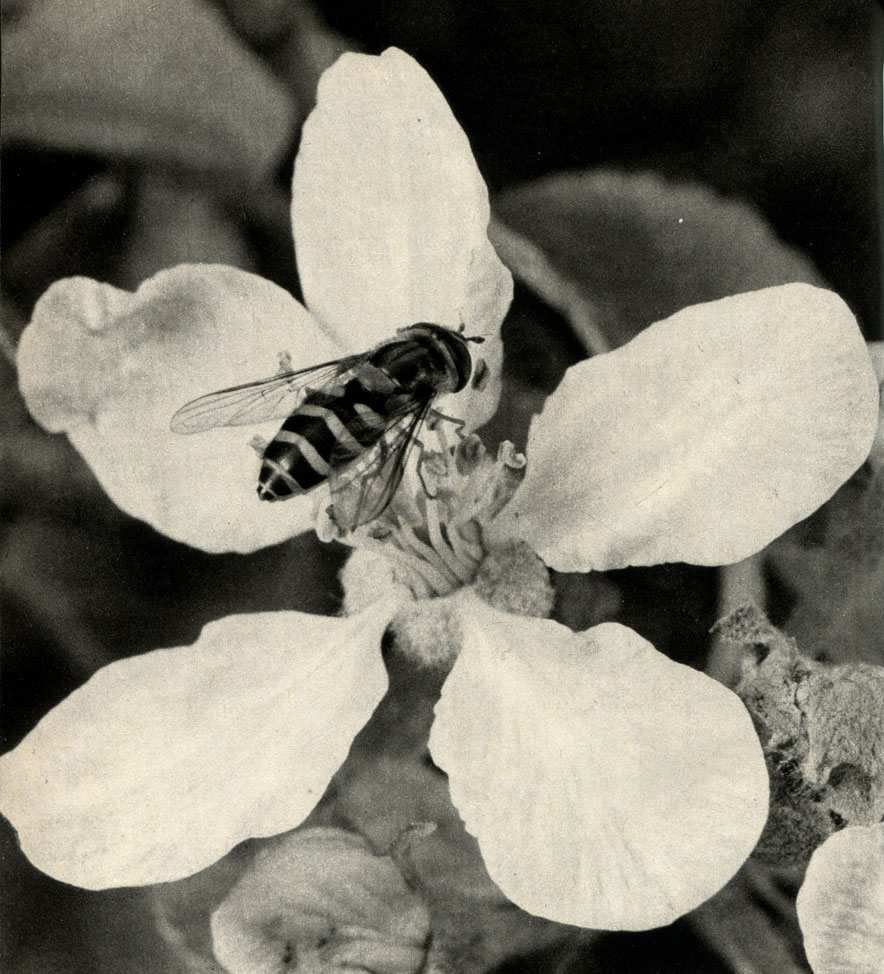   (Syrphus ribesii)