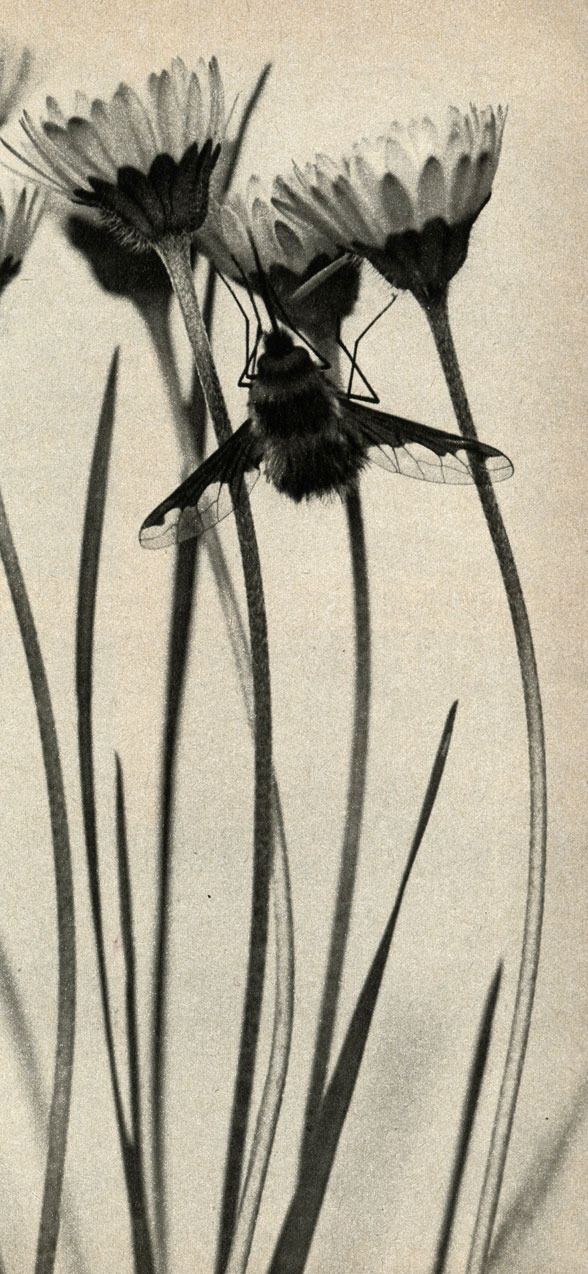   (Bombylius major)