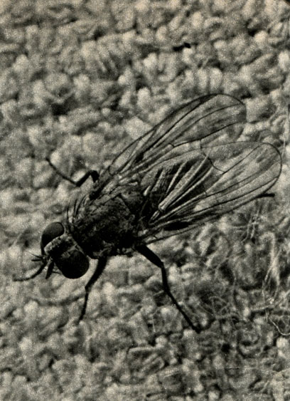    Fannia canicularis