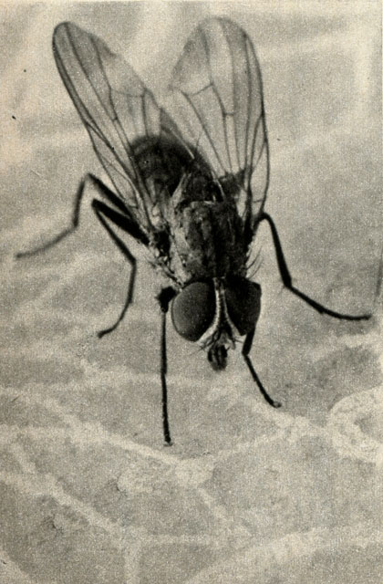   (Musca domestica)