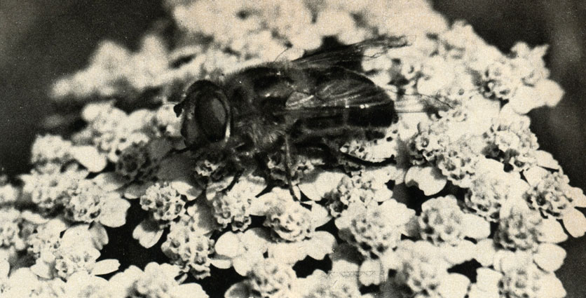   (Eristalis tenax)