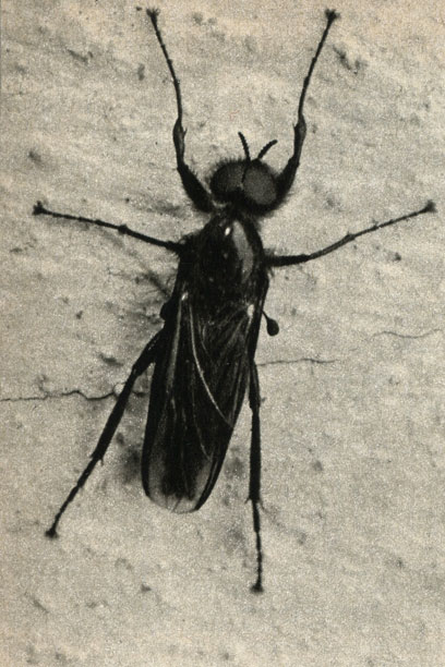  Bibio marci