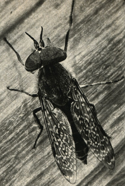   (Chrysozona pluvialis)