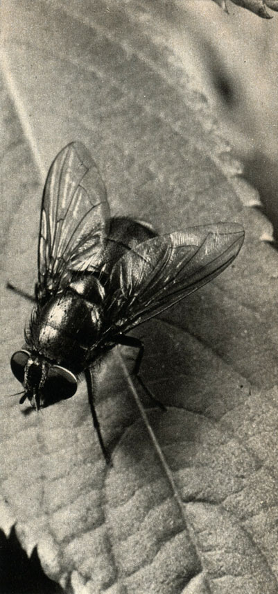   (Lucilia bufonivora)