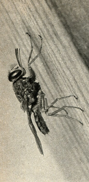  - (Glossina palpalis)