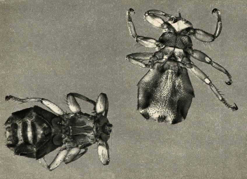    (Lipoptena cervi)