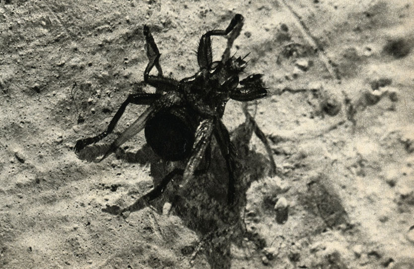   Stenopteryx hirundinis
