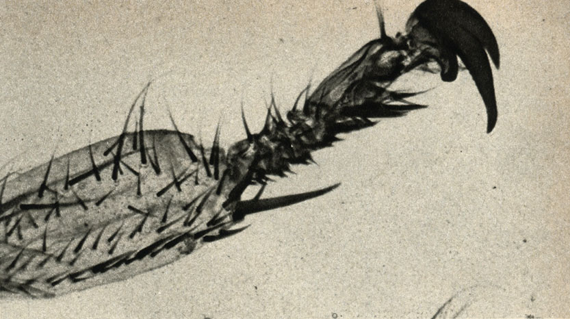         ,        (Melophagus ovinus)