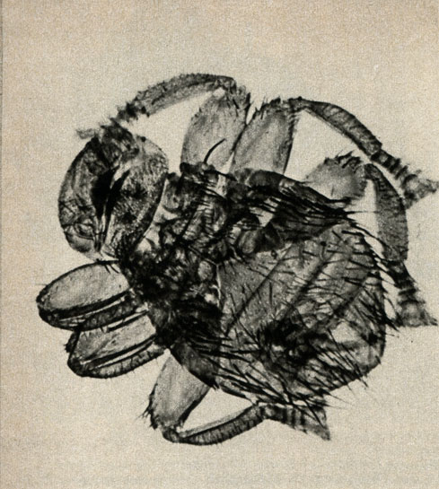     (Braula )