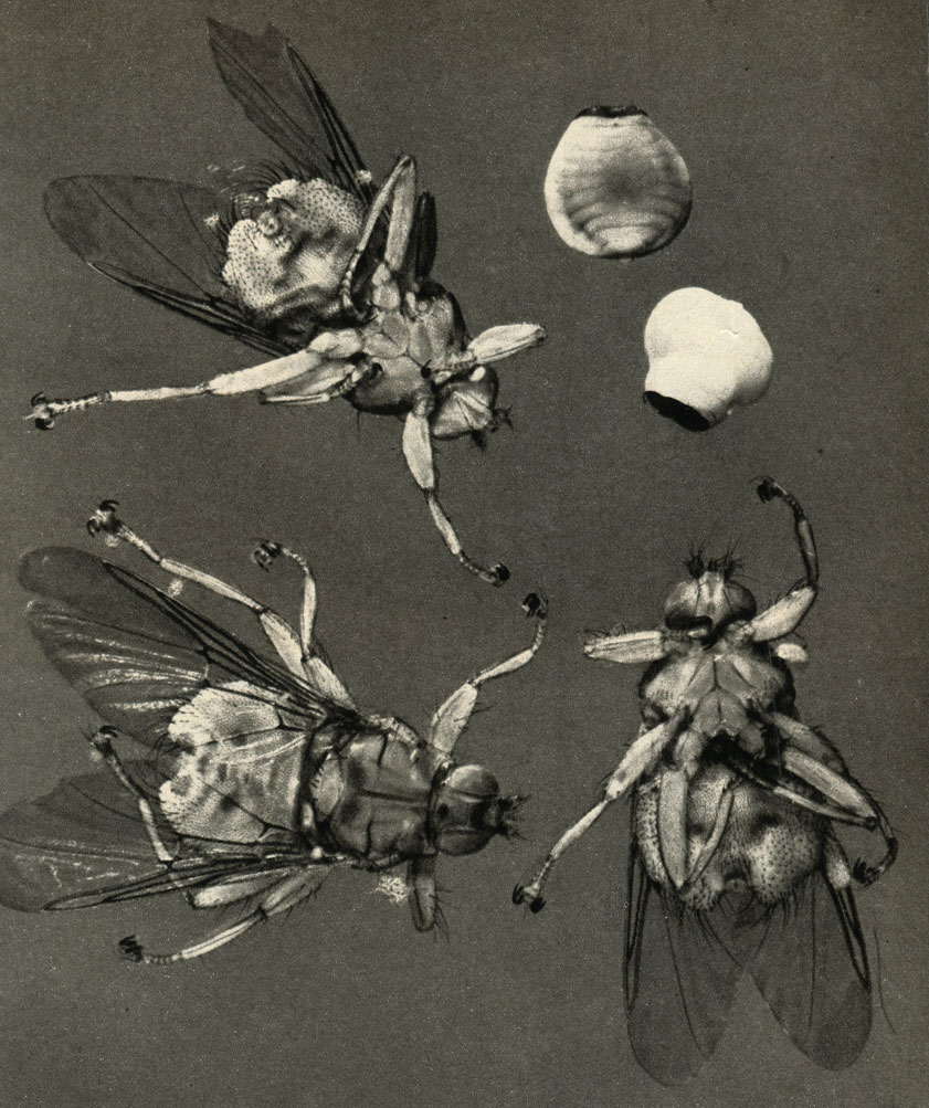      (Ornithomyia avicularia)     ;    