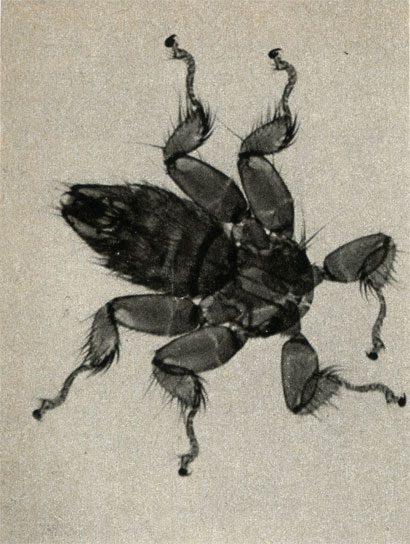     Nycteribia vexata