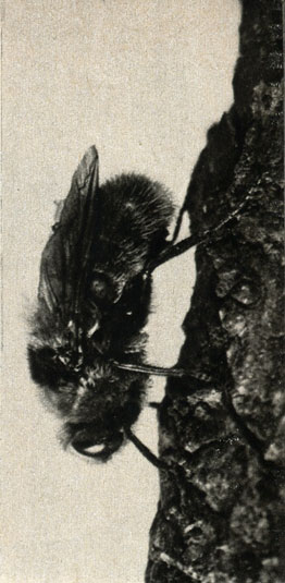    Cephenomyia stimulator