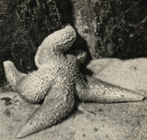  Asterias rubens