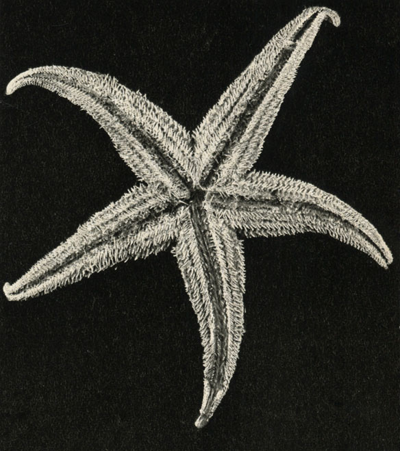  Valvaster striatus