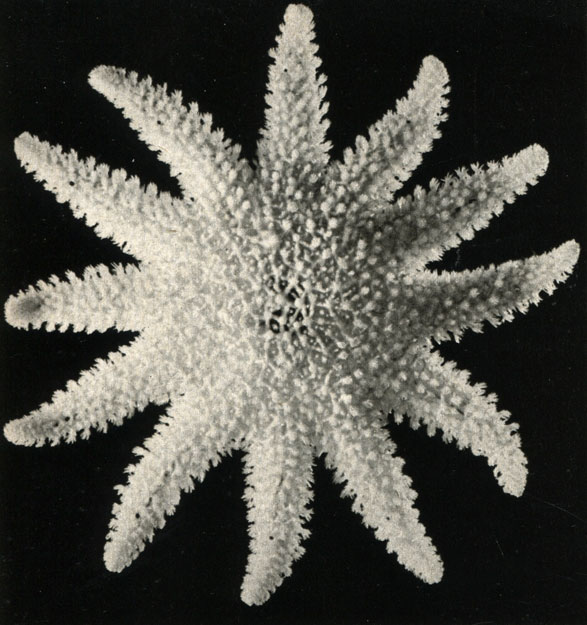  ''   Solaster sus,   (1/2  )