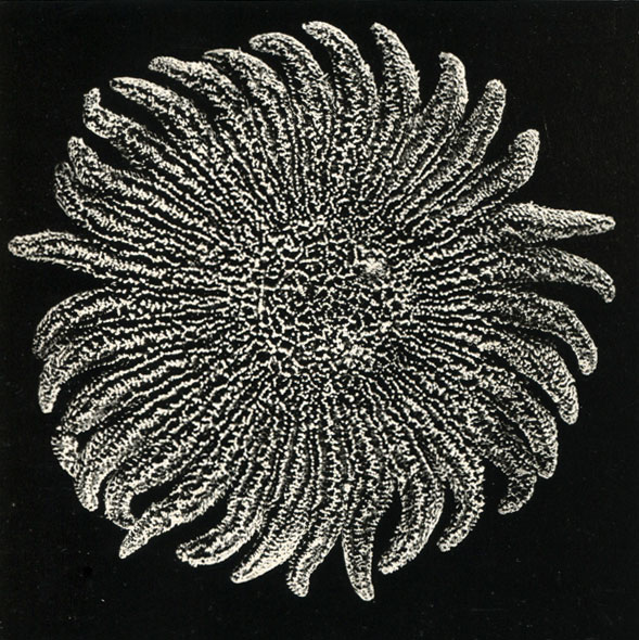   (Heliaster helianthus)    (1/2  )
