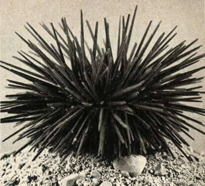   Centrostephanus rodgersi     (  ,  )
