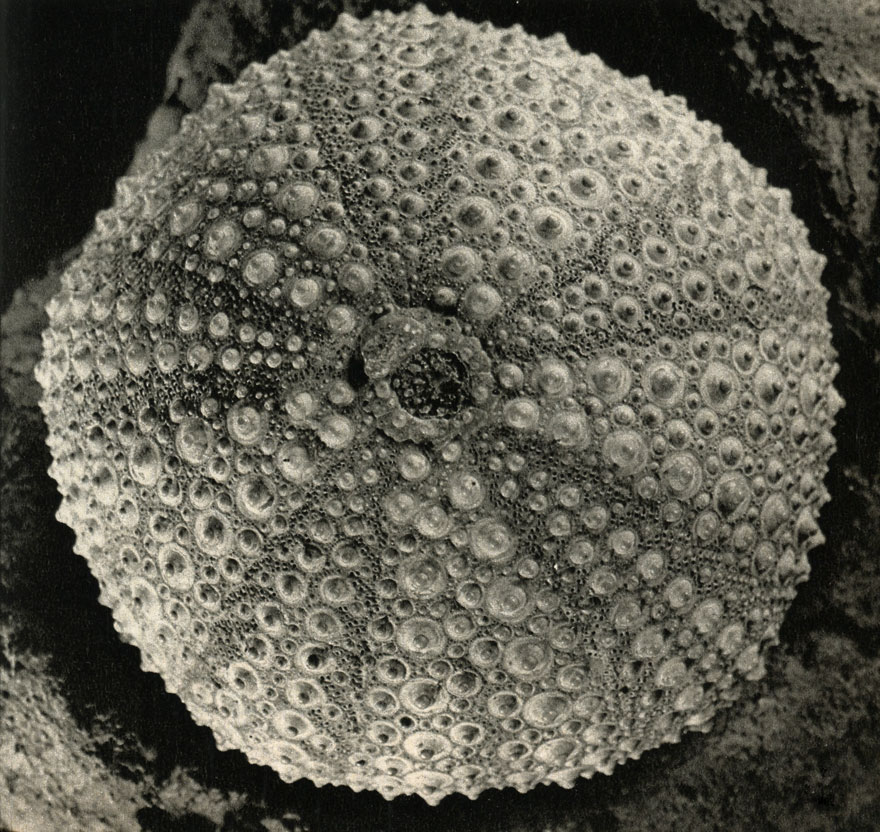     Strongylocentrotus franciscanus   