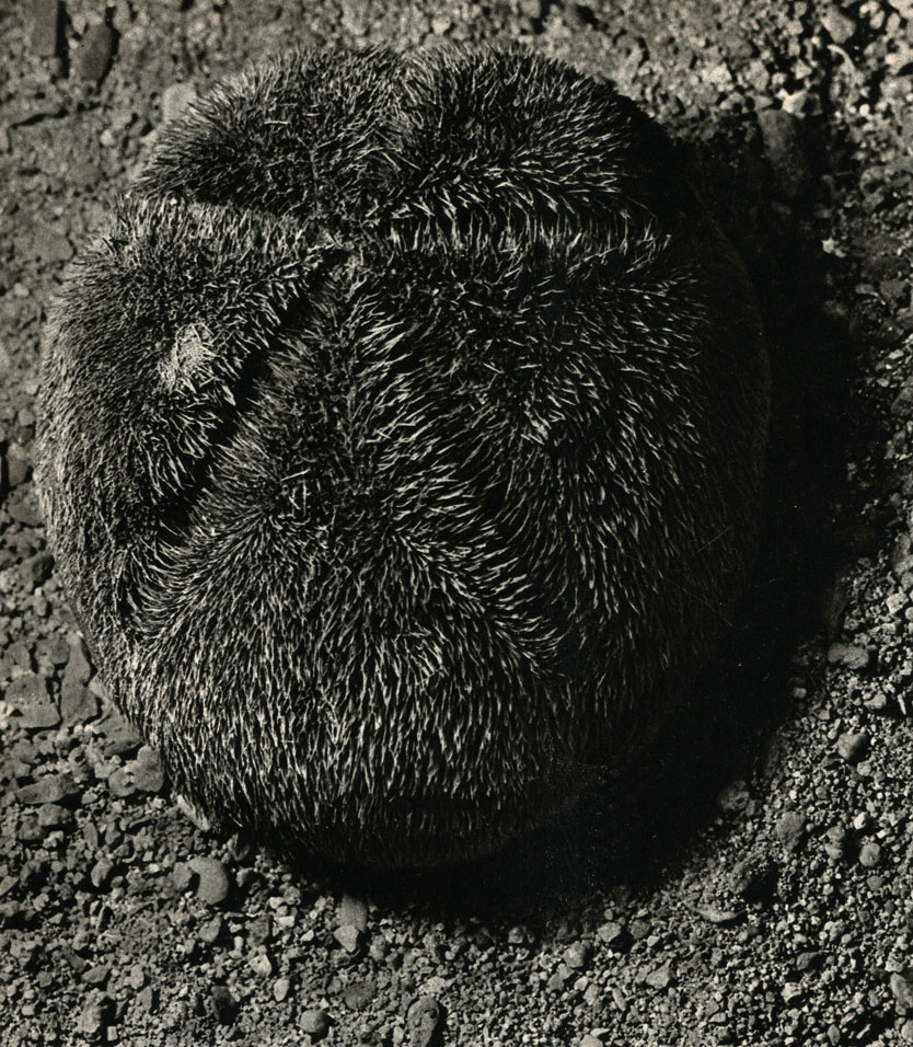   Meoma ventricosa    ( )