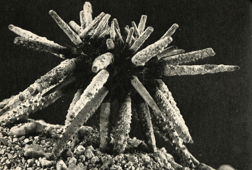 Prionocidaris baculosa        (2- )