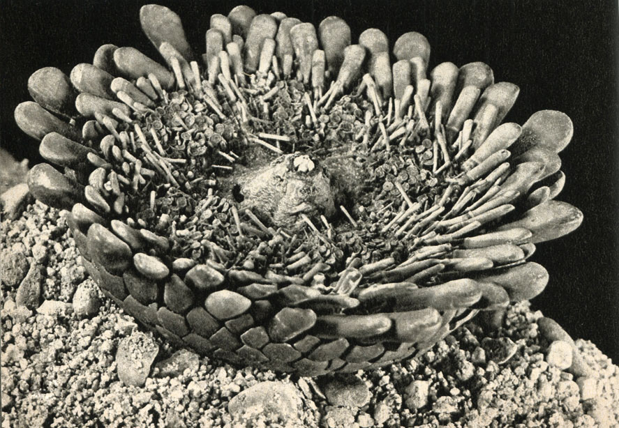     Colobocentrotus atratus   ,  