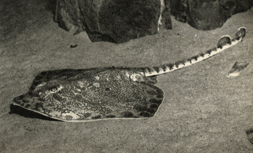  ,    (Raja clavata)