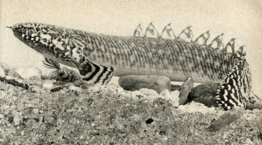  Polypterus ornatipinnis
